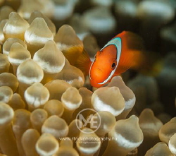 Clownfish above an anemone. by Arno Enzo 